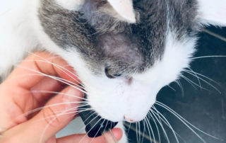 alpinols-cbd-oel-katze